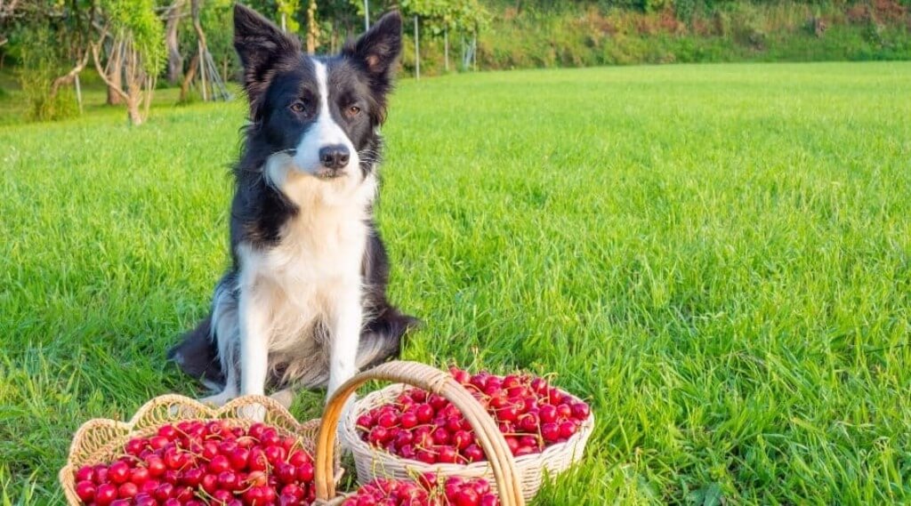Dogs eat cherries