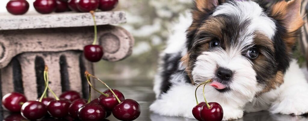 What To Do If Dog Eats the Whole Cherry