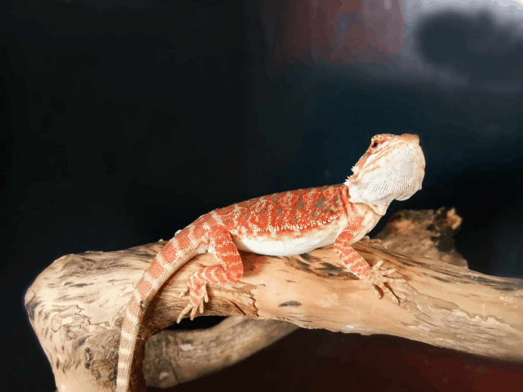 Visual Morphs: types of bearded dragons