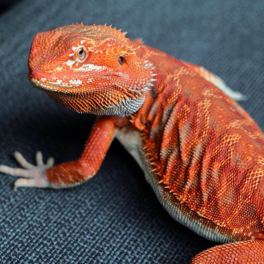 Red Bearded Dragons: types of bearded dragons