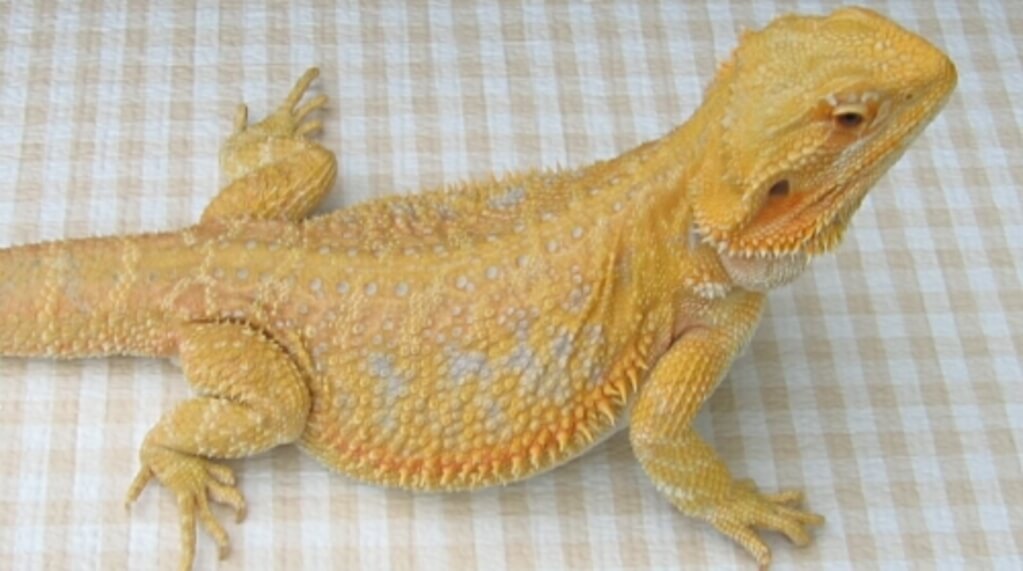 Yellow Bearded Dragons: types of bearded dragons