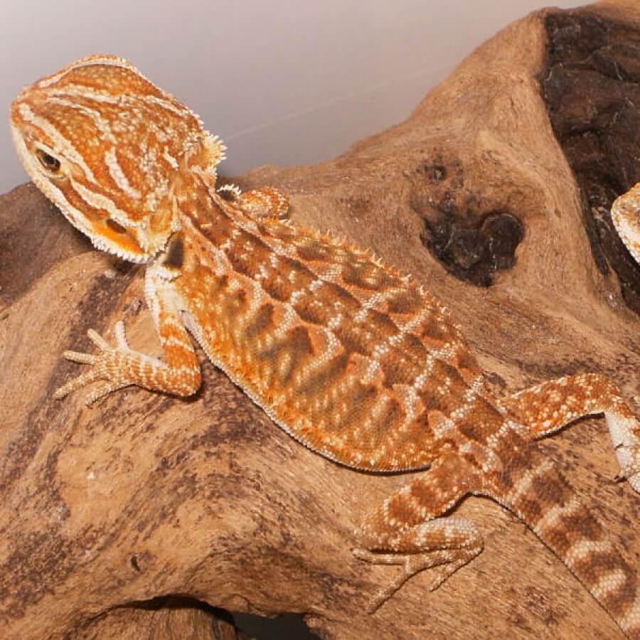 Leatherback: types of bearded dragons