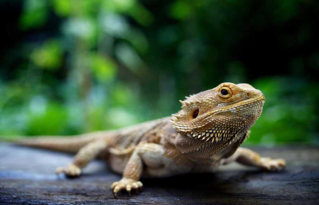 Normal Scale: types of bearded dragons