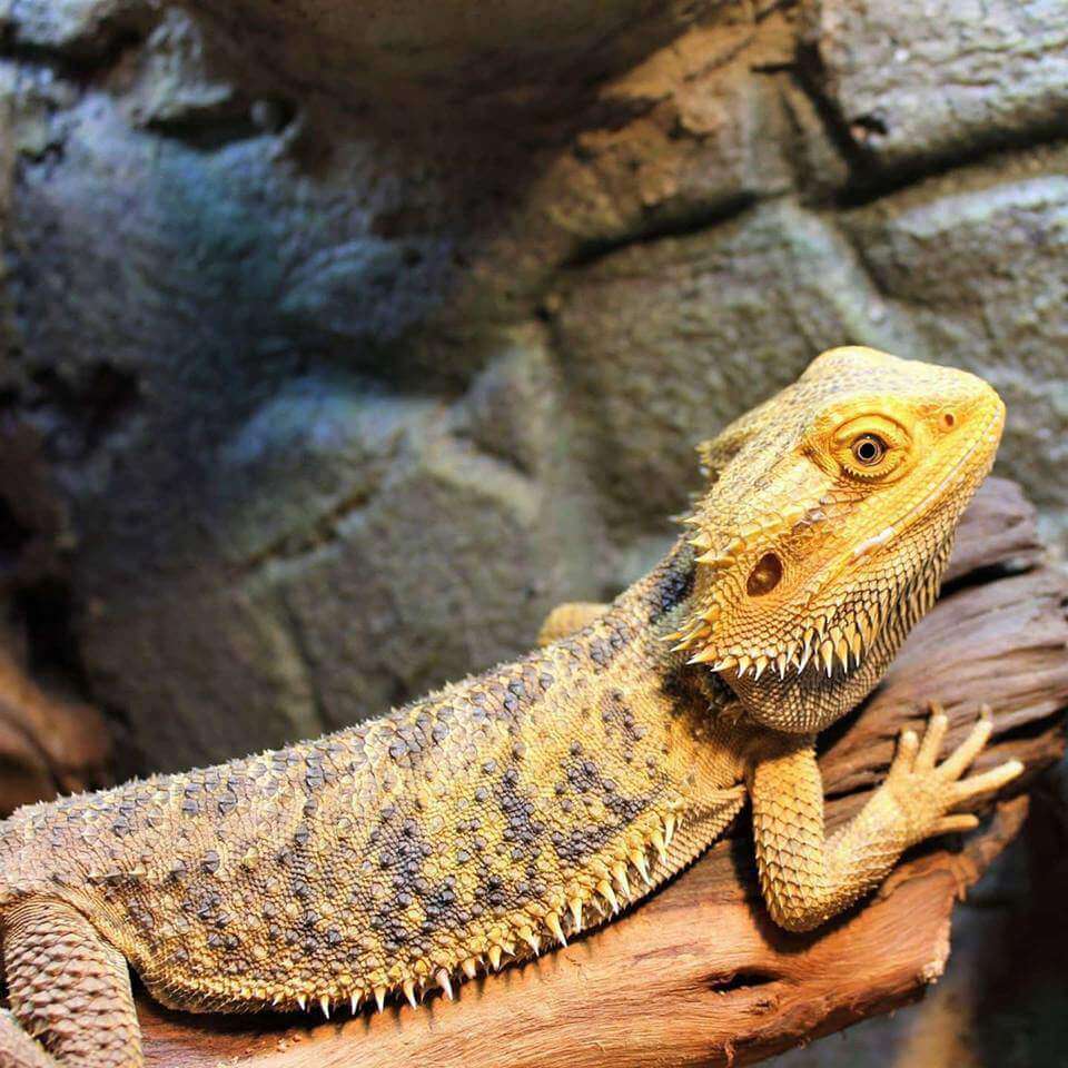 Scaling Morphs: types of bearded dragons