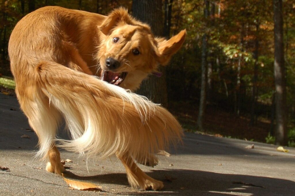 dog chasing tail due to Attention
