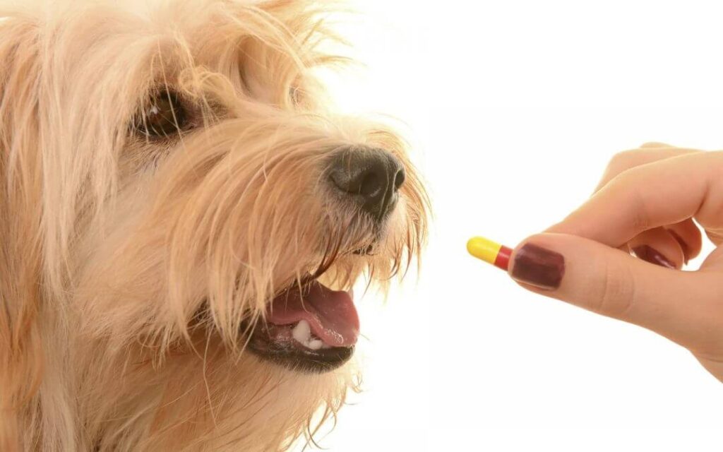 Pretend to Eat pill to dog