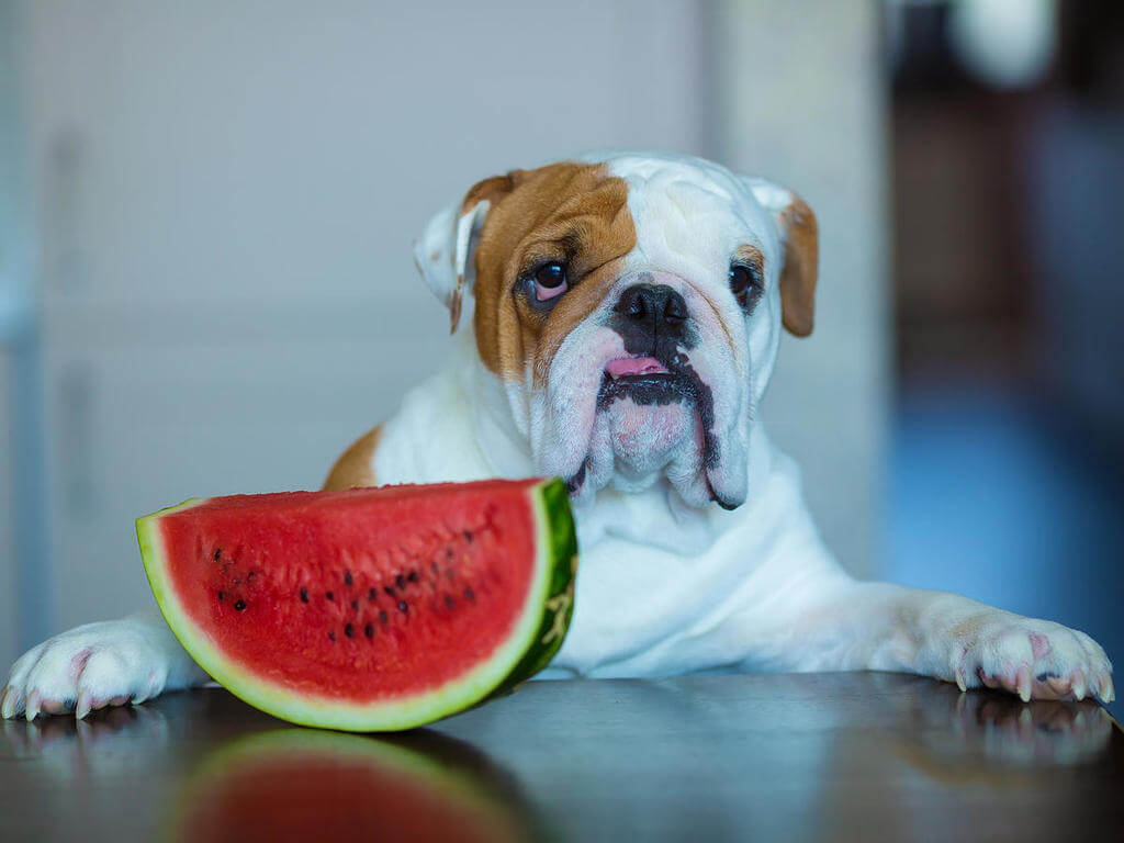 Health Benefits of Watermelon to Dogs 