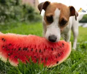 Can Dogs Eat Watermelons