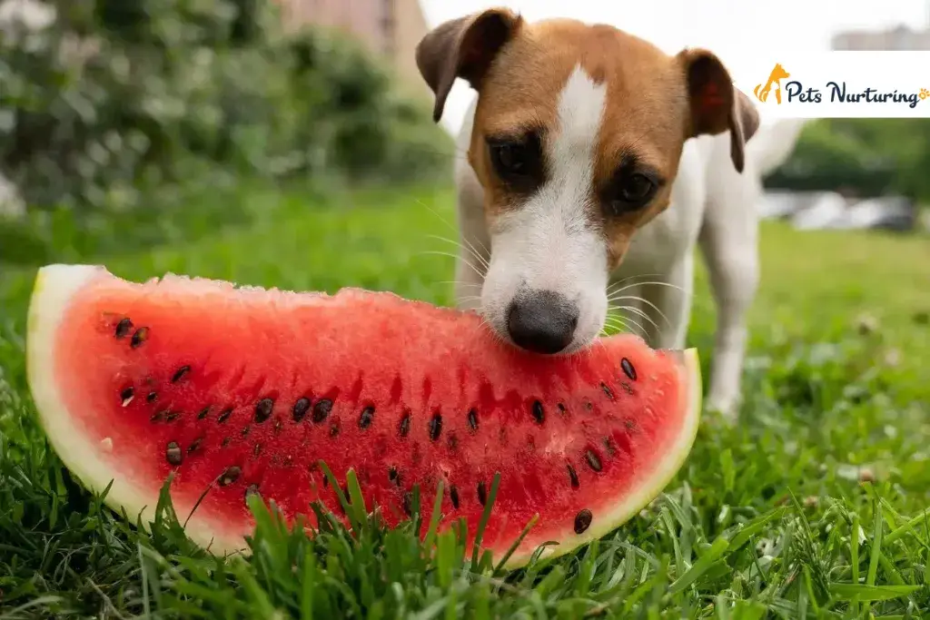 Can Dogs Eat Watermelons