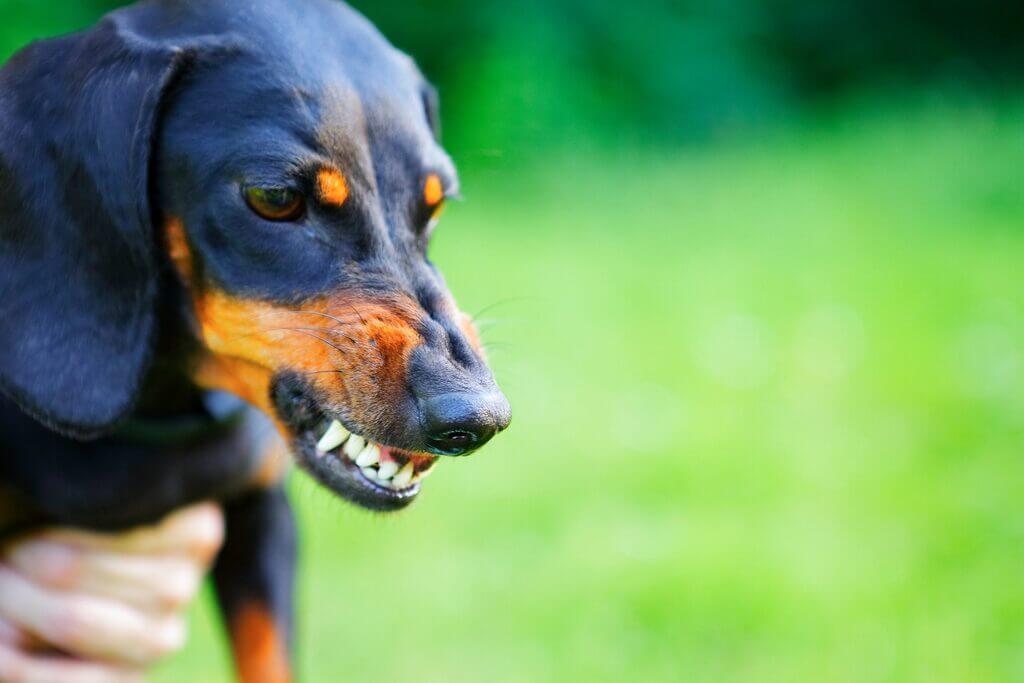 Most Aggressive Dog Breeds: Dachshund