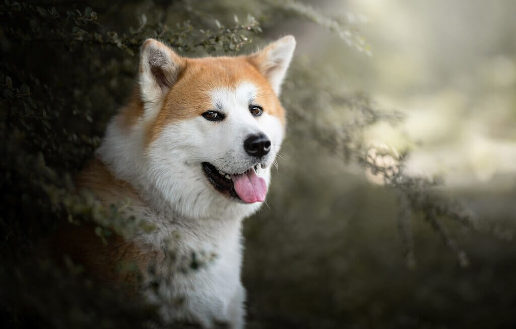 Most Aggressive Dog Breeds: Akita Inu