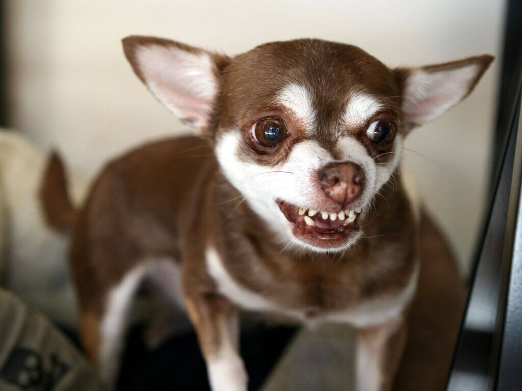 Most Aggressive Dog Breeds: Chihuahua