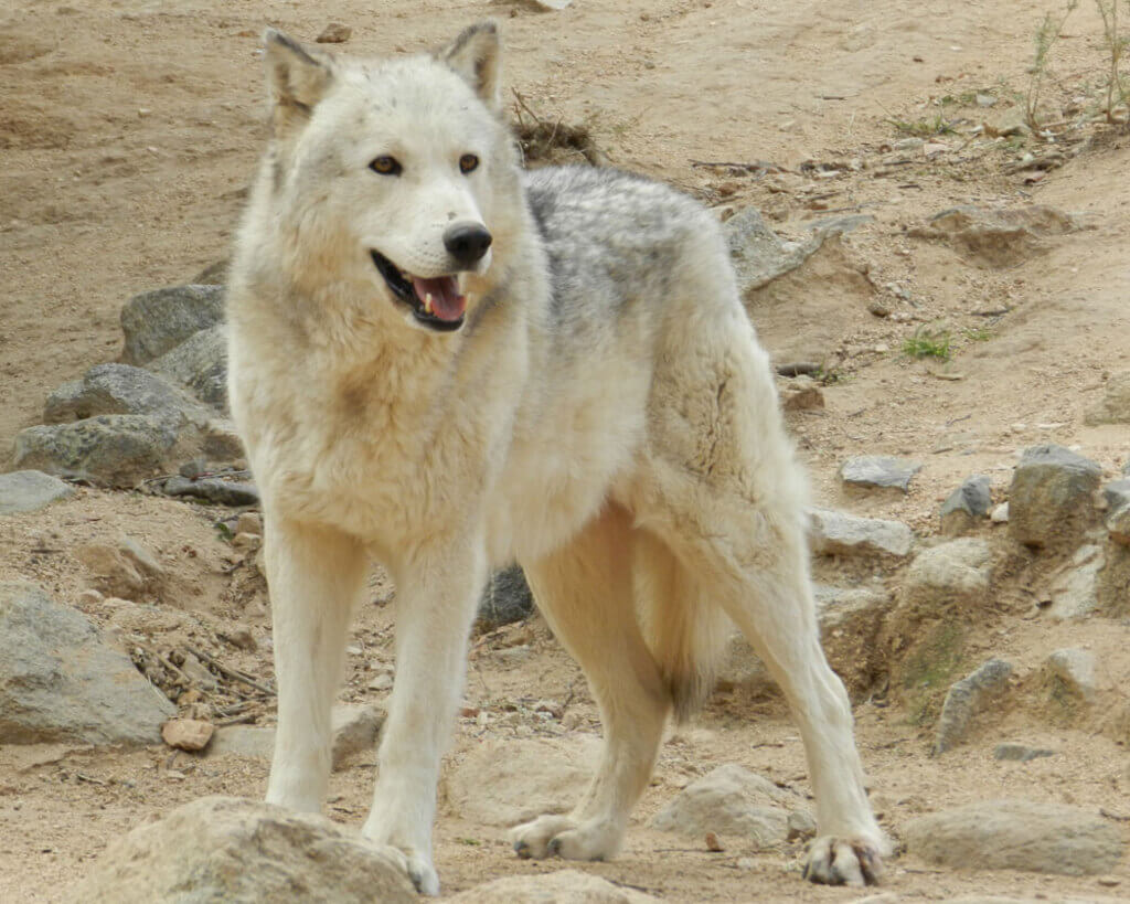 Most Aggressive Dog Breeds: Wolf-Dog Hybrid