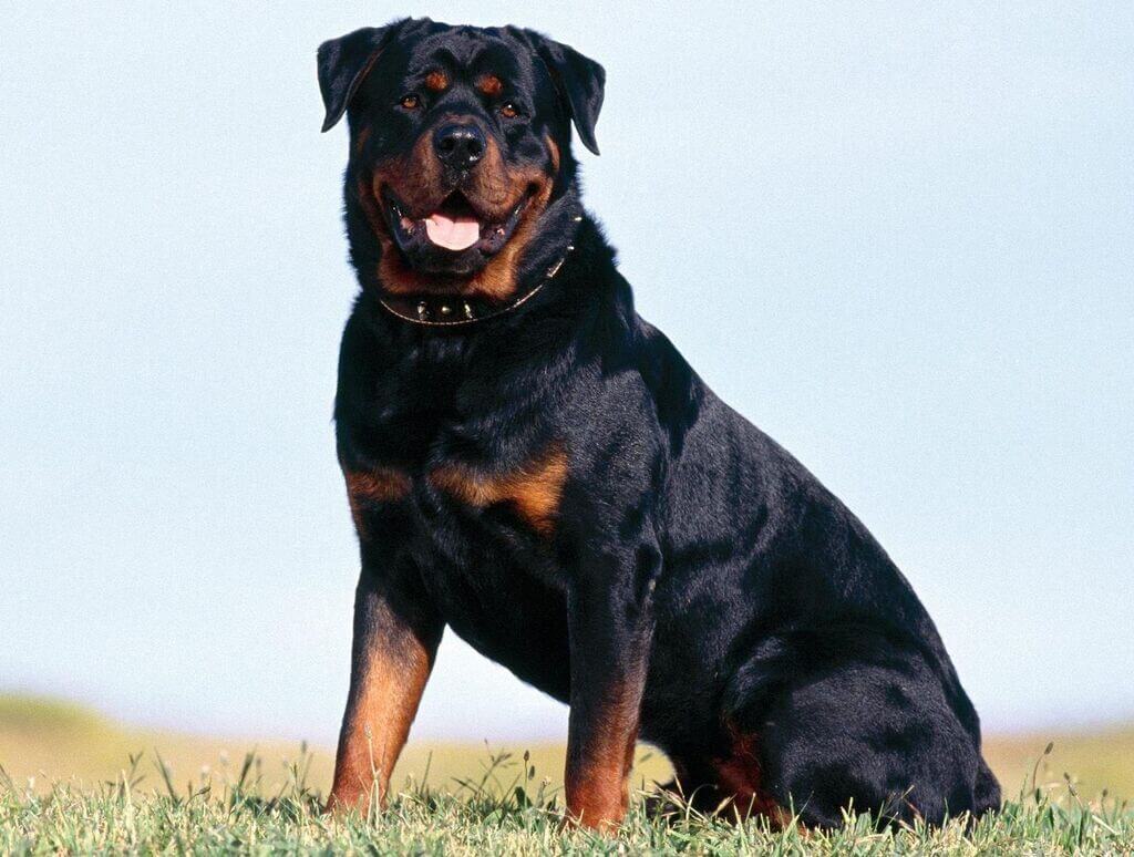 Most Aggressive Dog Breeds: Rottweiler