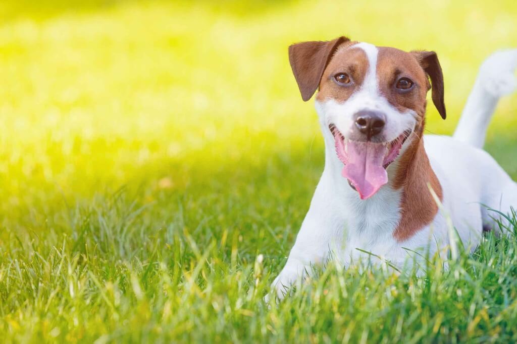 Most Aggressive Dog Breeds: Jack Russel Terriers
