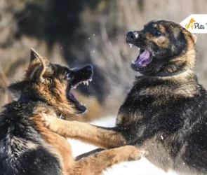 Most Aggressive Dogs