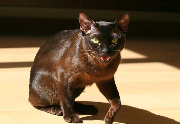 Havana Brown: Smartest Cat Breed