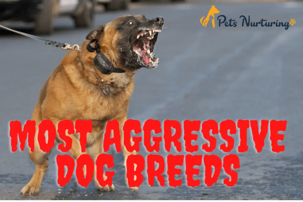 Most Aggressive Dog