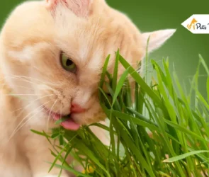 Cat Grasses