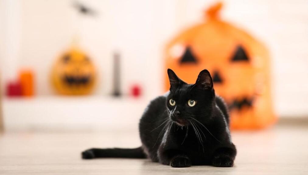 halloween cats