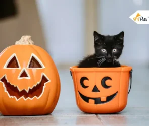 Halloween cat