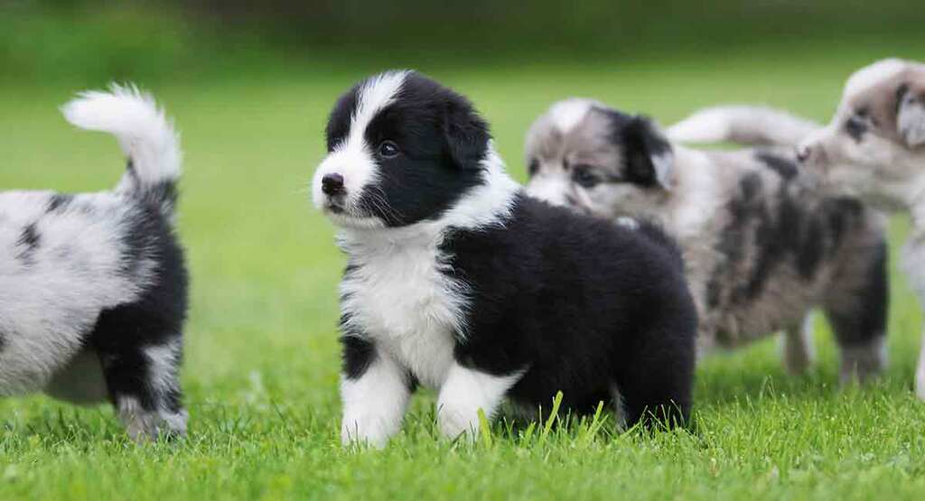 The Small Border Collies Are Miniaturized While Breeding