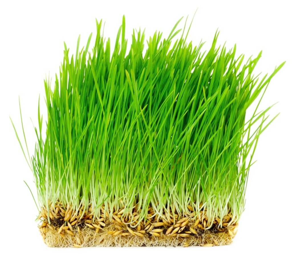 cat grass 