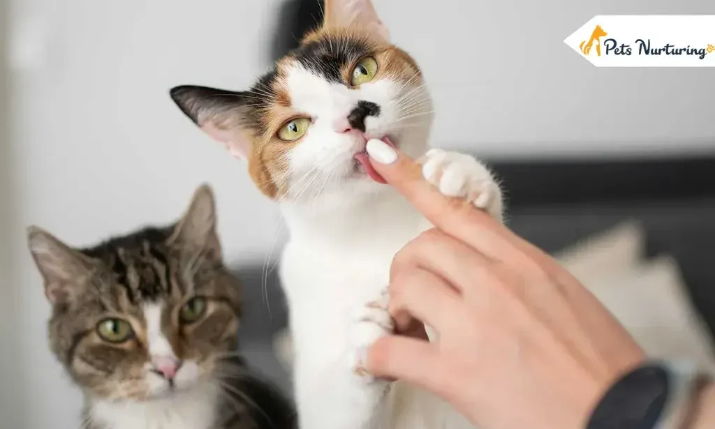 cats licking
