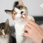 cats licking
