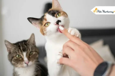cats licking