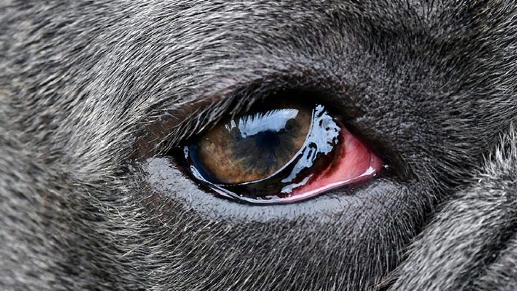 5 Types of Eye Infections in Dog