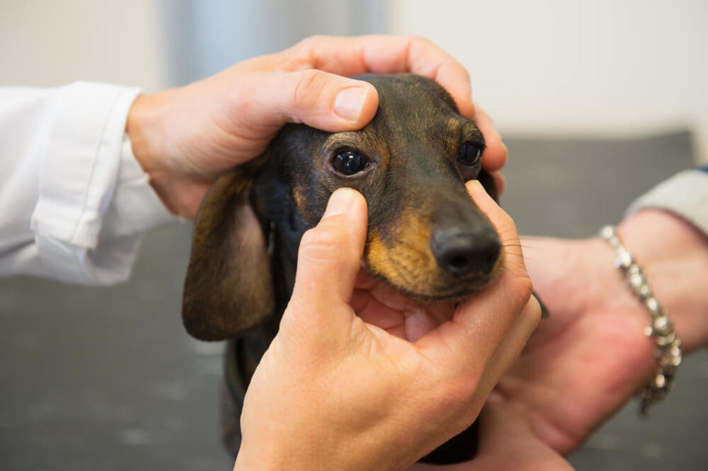 Causes of Dog Eye Infections