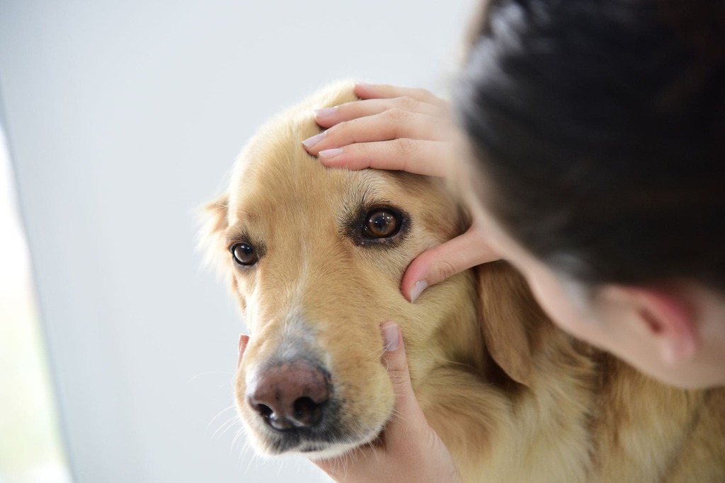 How to Prevent Dog Eye Infections