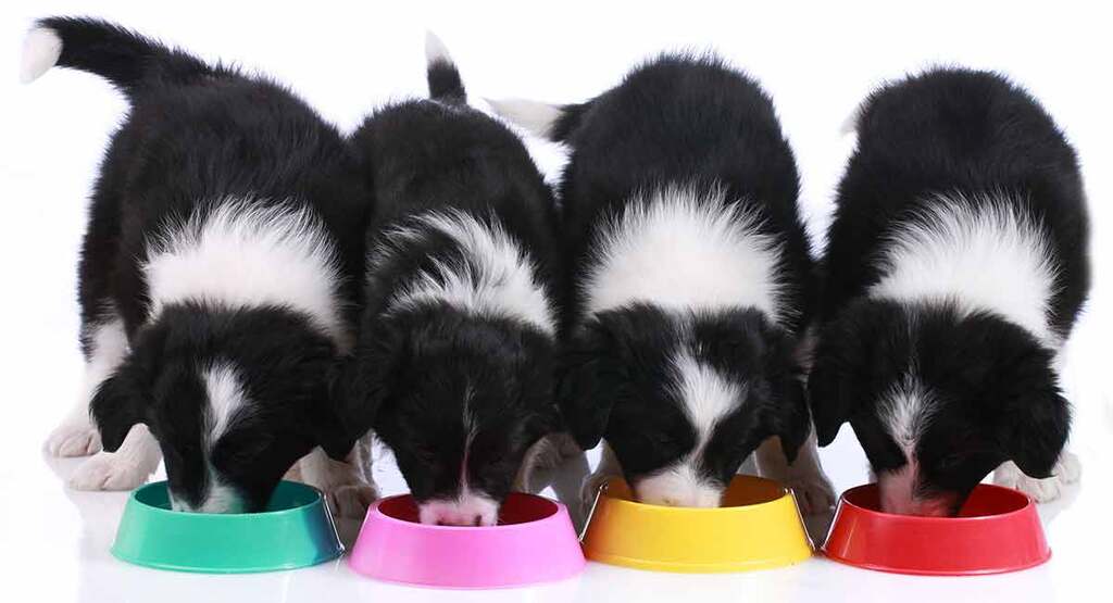 mini border collie Need Less Food and Exercise