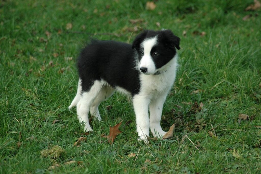mini border collie Come with Few Genetic Defects