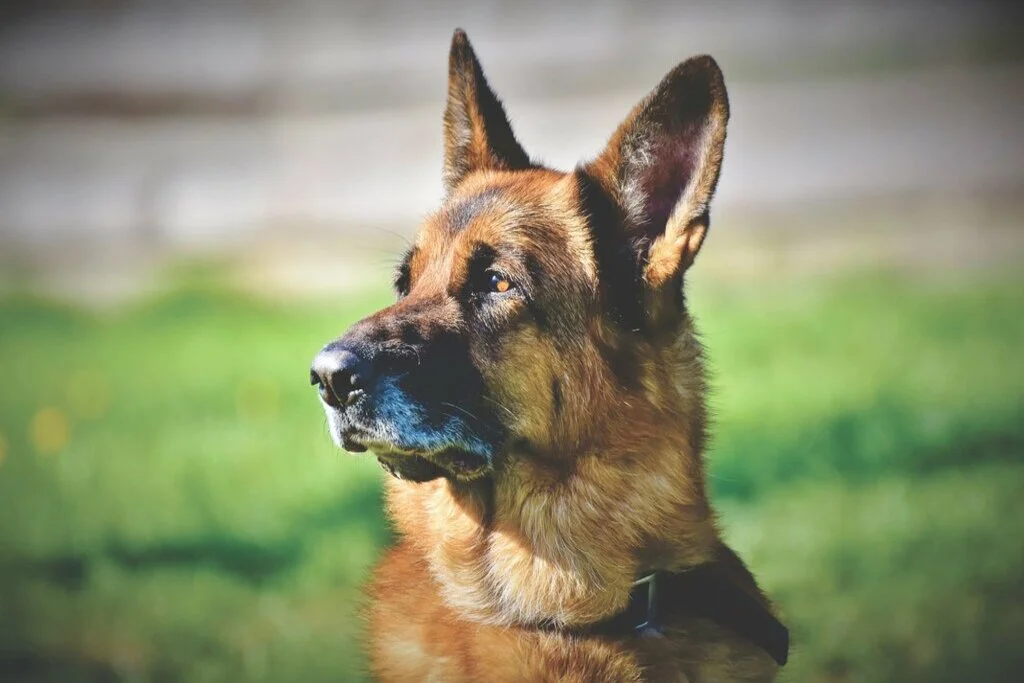 Facts About German Shepherds