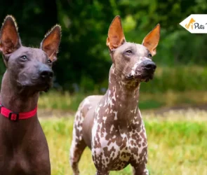 Hairless Dog Breed