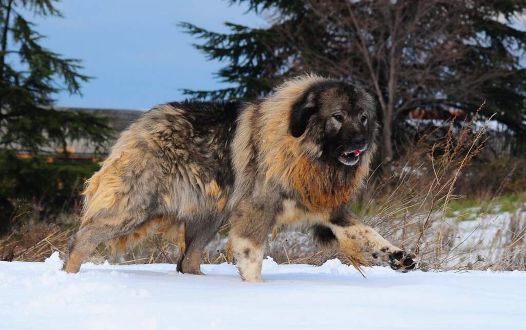Russian bear dog