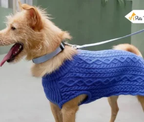 best dog sweater