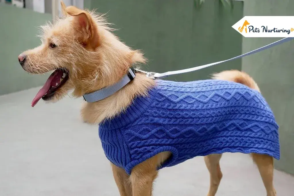 best dog sweater
