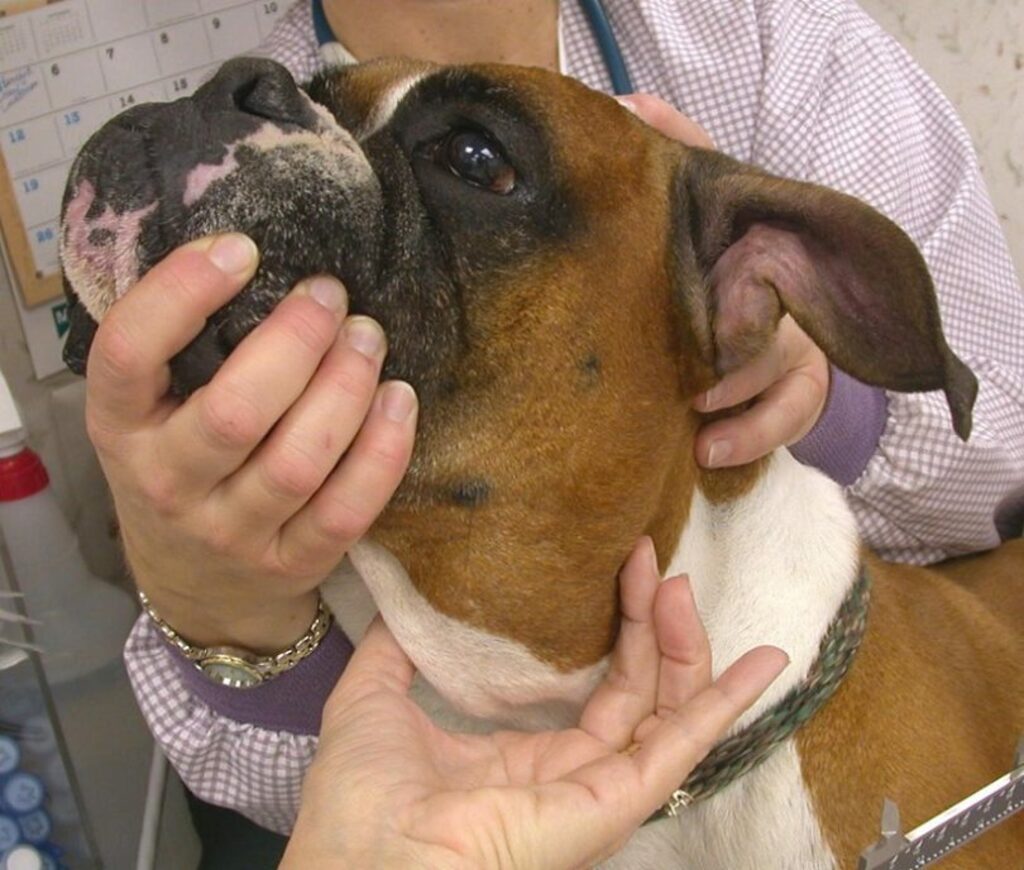 lymphoma in dogs