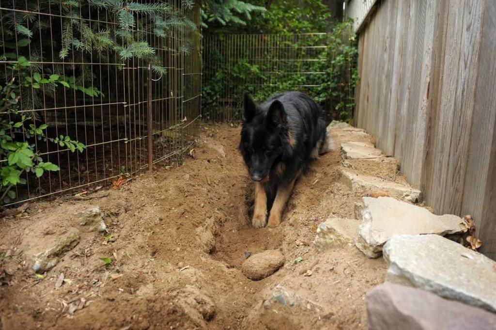 Why Do Dogs Like to Dig
