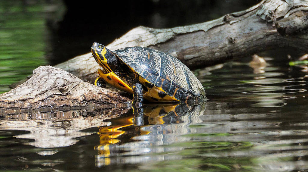 Yellow-Bellied Slider: types of pet turtles