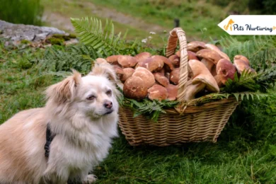 Can Dogs Eat Mushrooms