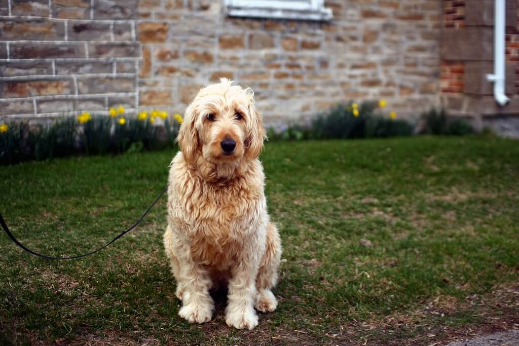 History of Mini Goldendoodle