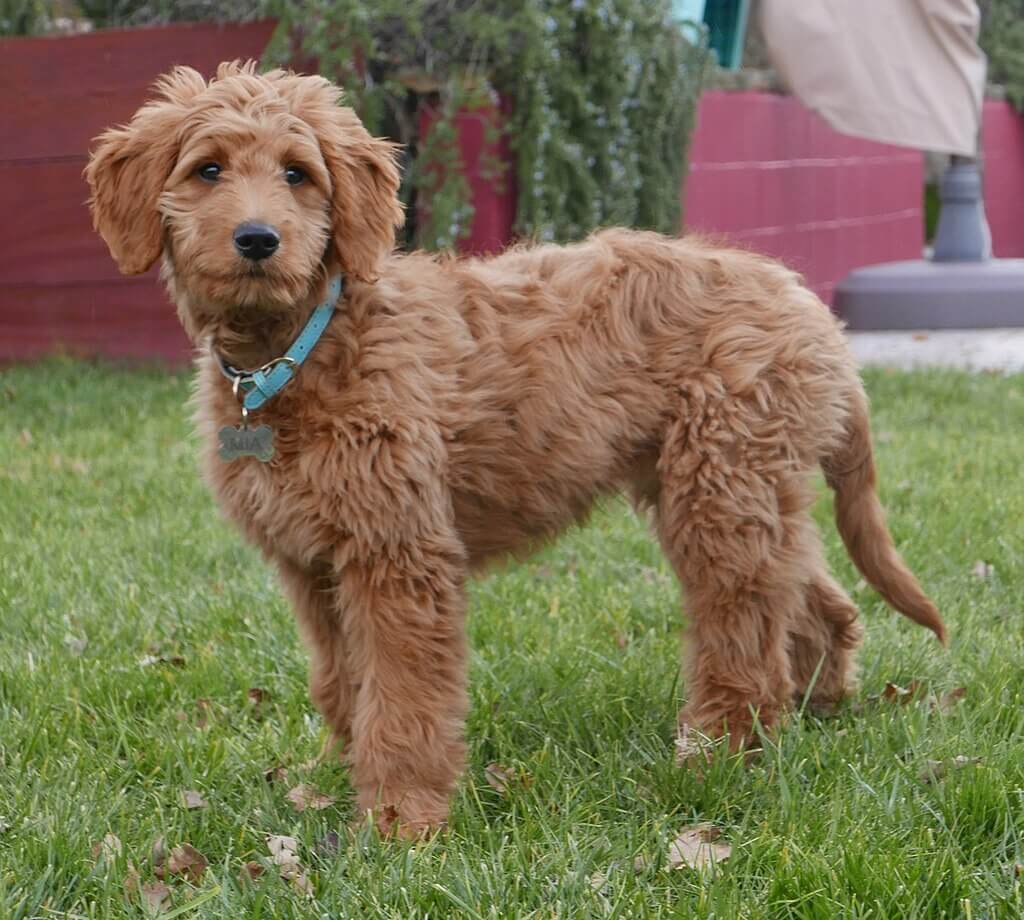 Exercise and Training Need of Mini Goldendoodle