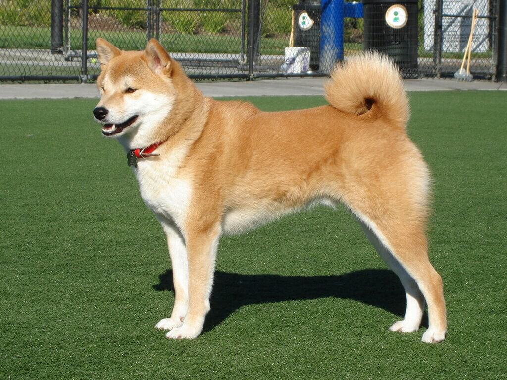 Japanese dog breeds Shiba Inu