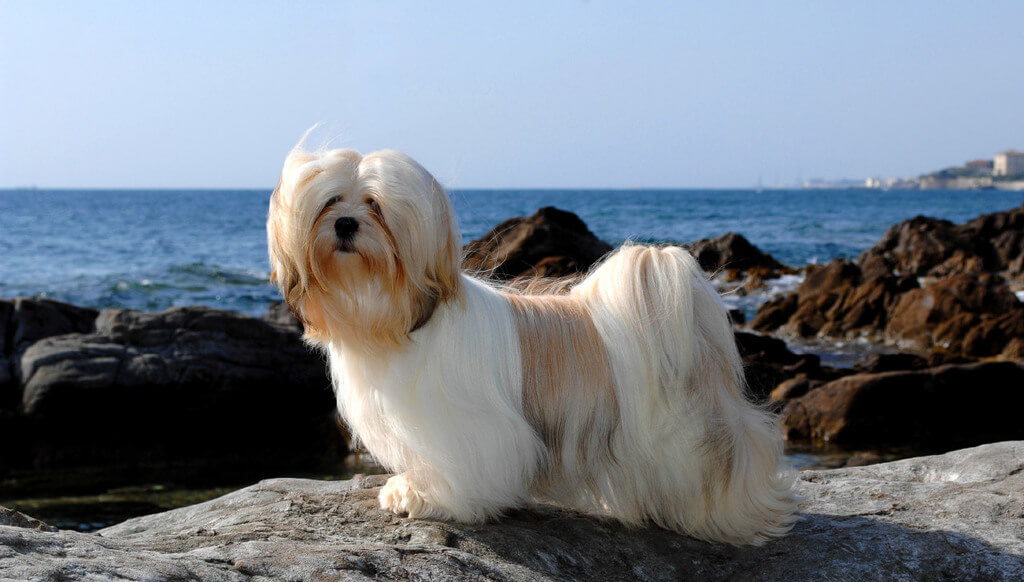 Lhasa apso a fluffy dog breeds