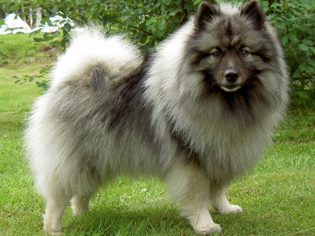Keeshond a fluffy dog breeds