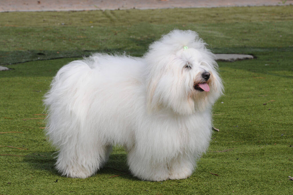 Coton De Tulear a fluffy dog breeds